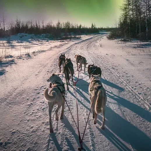 Tails from the Trail: The History of Seppala Siberians in Alaska